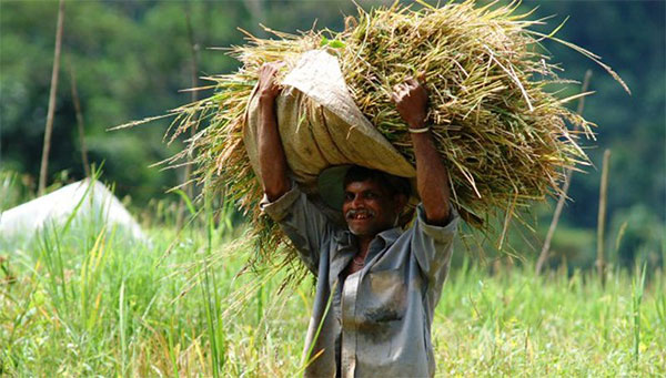 ADB financial aid a victory for Mahaweli farming community