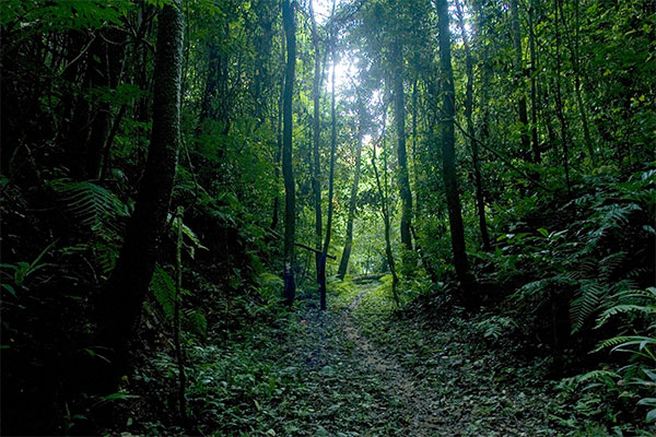 Sri Lanka Maps Trees to Join Carbon Markets and Launches Advanced Carbon Credit Exchange