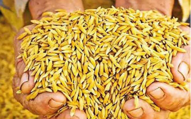 Rs.500Mn allocated for paddy purchase