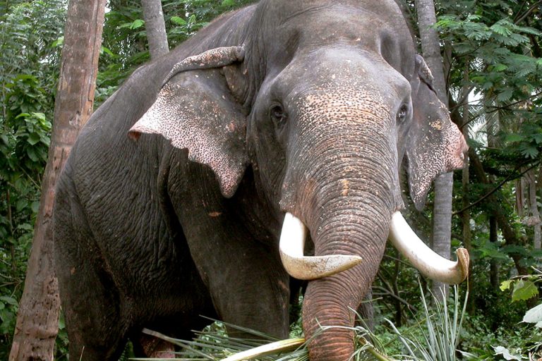 රජරට අලි මන්තර පැරණි පුස්කොළ පිටපතක් ඇසුරින්