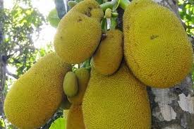 අපතේ යන කොස් අස්වැන්න කල් තබාගන්න ක්‍රමයක් දෙන්න – කොස් වගාකරුවෝ