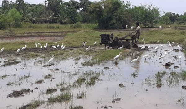 රට කරවන ඇත්තෝ අපේ ගොවිතැන තනිකරා