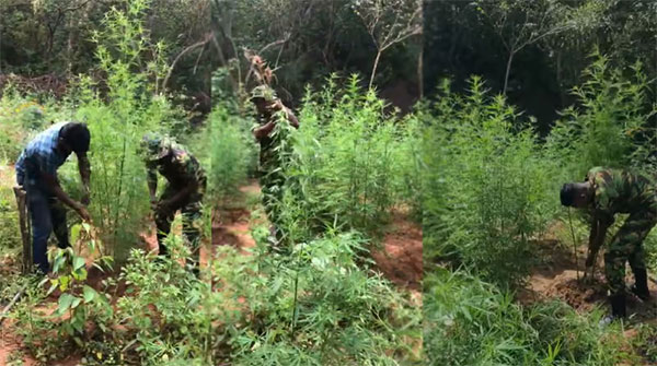 තණමල්විල ගංජා