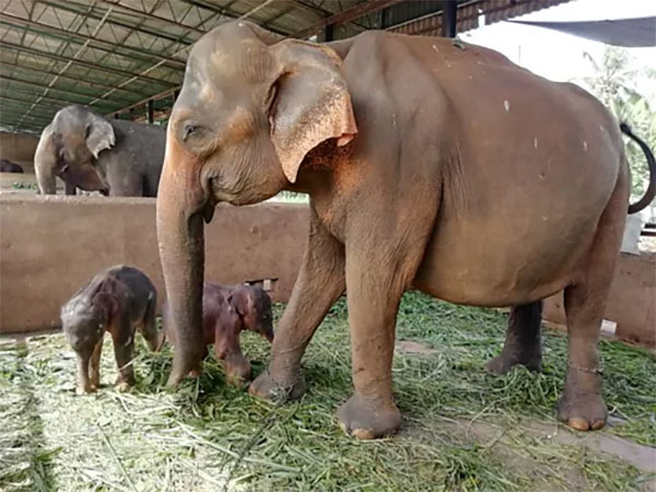 පින්නවල අලි අනාථාගාරයේ සිටින අලි ඇතුන් ආරක්ෂා කිරීමට නව වැඩපිළිවෙලක්