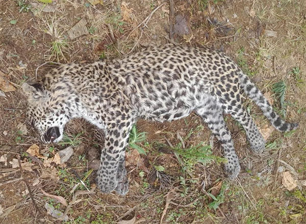 නුවරඑළිය කොටි මරණය නානුඔය පාම්ස්ටන් වතුයාය කොටි මළ සිරුර කඳුකර කොටි මරණය 2023 නුවරඑළිය වනජීවී කාර්යාලය කොටි මරණය රන්දෙණිගල පශු වෛද්ය ඒකකය කොටි පරීක්ෂණ