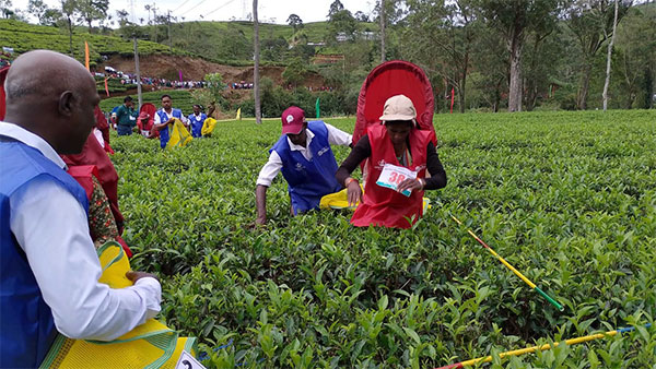 තේ ද‍ළු ක්‍රිලෝ 08යි : ලක්ෂ හයයි