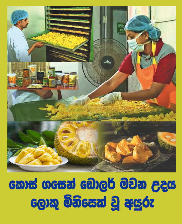 jack fruit benefits jack fruit images jack fruit curry jack fruit nutrients
